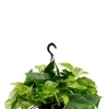 Scindapsus Aureum - Epipremnum