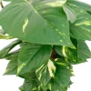 Scindapsus Aureum - Epipremnum