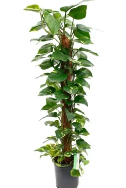 Scindapsus Aureum - Epipremnum