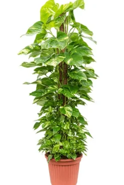Scindapsus aureum - Epipremnum