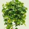 Scindapsus aureum - Epipremnum