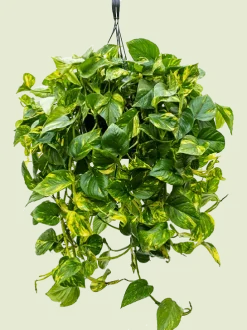 Scindapsus aureum - Epipremnum