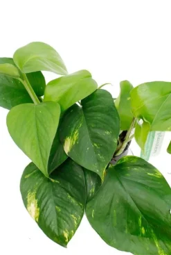 Scindapsus (epipremnum) aureum - Epipremnum