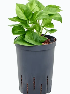 Scindapsus (Epipremnum) 'Global Green - Epipremnum