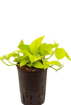Scindapsus golden pothos - Epipremnum