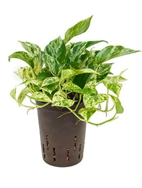 Scindapsus marble queen - Epipremnum