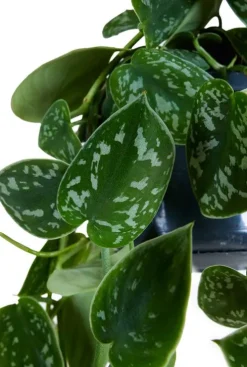 Scindapsus Pictus 'Argyraeus' - Epipremnum