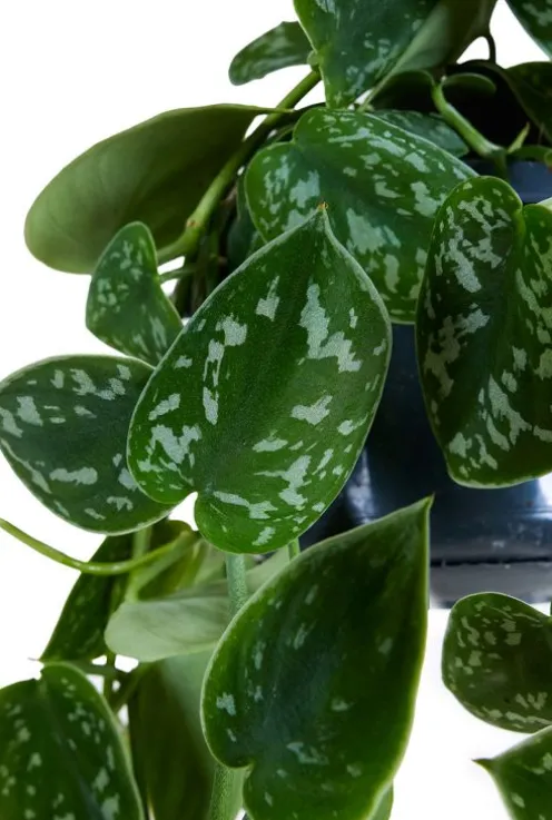 Scindapsus Pictus 'Argyraeus' - Epipremnum