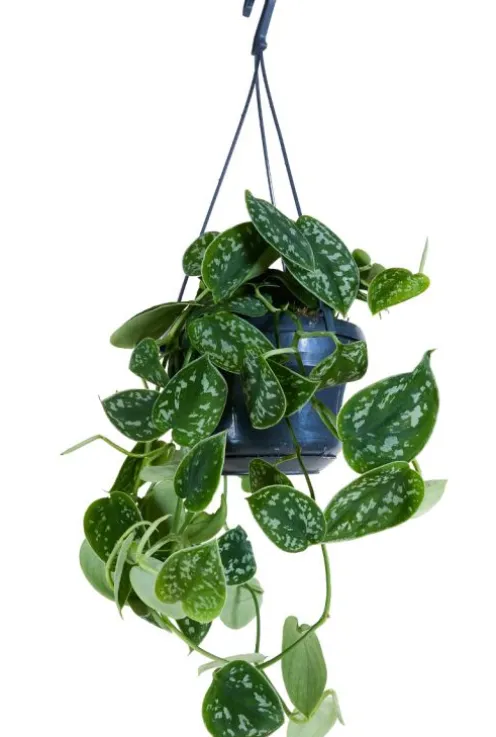 Scindapsus Pictus 'Argyraeus' - Epipremnum