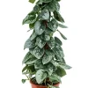 Scindapsus pictus silvery ann - Epipremnum