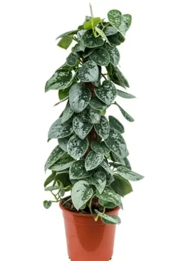 Scindapsus pictus silvery ann - Epipremnum