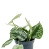 Scindapsus pictus 'Trebie' - Epipremnum