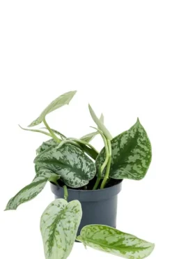 Scindapsus pictus 'Trebie' - Epipremnum