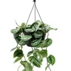 Scindapsus pictus trebie - Epipremnum