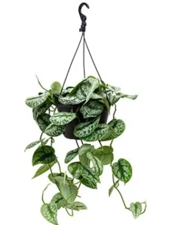Scindapsus pictus trebie - Epipremnum