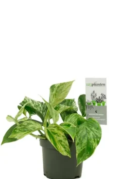 Scindapsus Pinnatum Marble Queen - Epipremnum