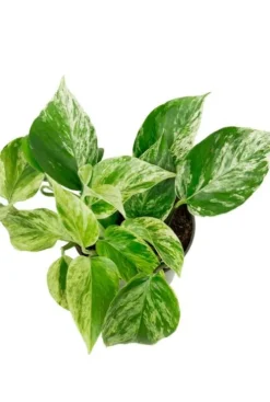 Scindapsus Pinnatum Marble Queen - Epipremnum