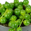 Senecio Herreanus - Stekje