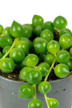 Senecio Herreanus - Stekje