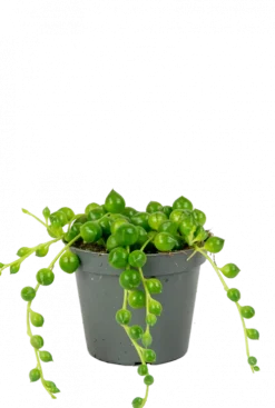 Senecio Herreanus - Stekje
