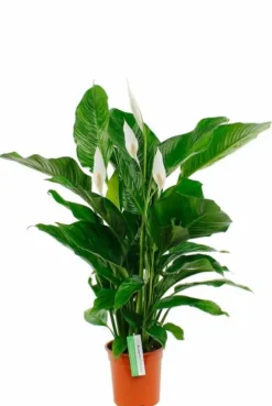 Spathiphyllum Bingo - Lepelplant