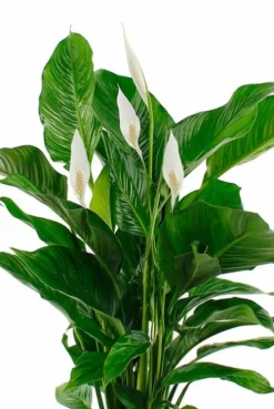 Spathiphyllum Bingo - Lepelplant