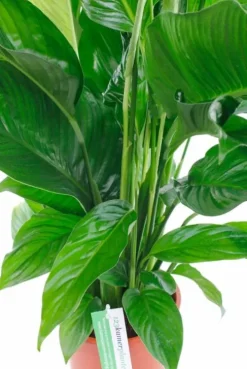 Spathiphyllum Bingo - Lepelplant