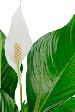 Spathiphyllum Bingo - Lepelplant