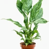 Spathiphyllum Diamond - Lepelplant