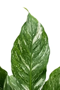 Spathiphyllum Diamond - Lepelplant