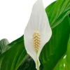 Spathiphyllum Sweet Lauretta - Lepelplant