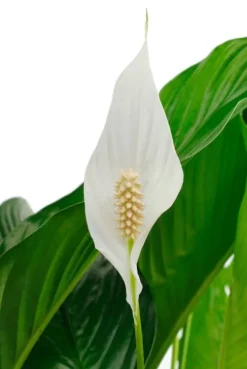 Spathiphyllum Sweet Lauretta - Lepelplant