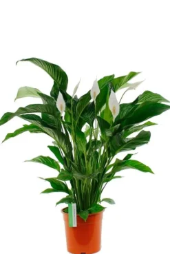 Spathiphyllum Sweet Lauretta - Lepelplant