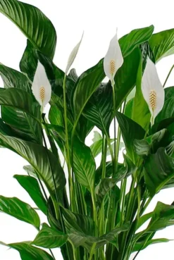 Spathiphyllum Sweet Lauretta - Lepelplant