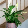 Spathiphyllum sweet rocco - Lepelplant