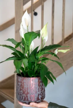 Spathiphyllum sweet rocco - Lepelplant