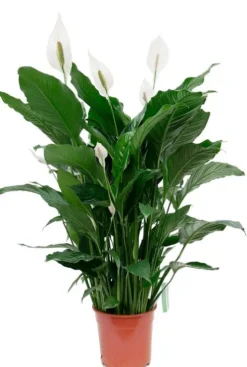 Spathiphyllum Sweet Sebastiano - Lepelplant