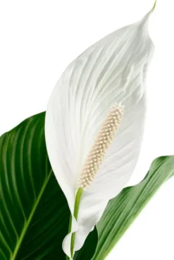 Spathiphyllum Sweet Sebastiano - Lepelplant