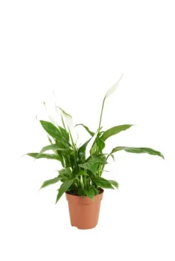 Spathiphyllum 'Torelli' - Lepelplant