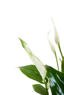 Spathiphyllum 'Torelli' - Lepelplant