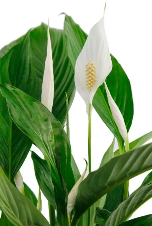Spathiphyllum Vivaldi - Lepelplant