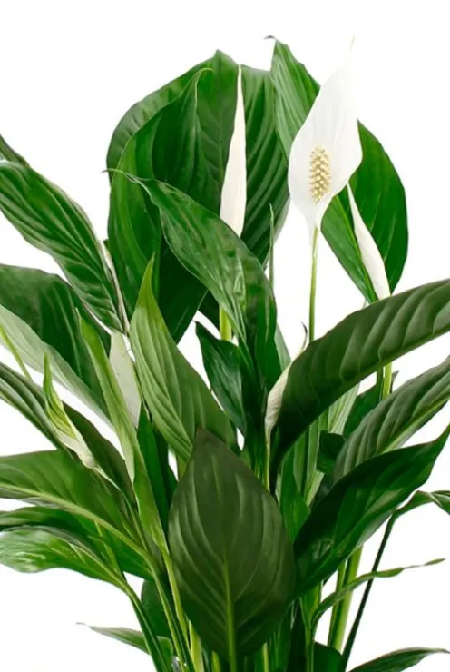 Spathiphyllum Vivaldi - Lepelplant