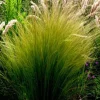 Stipa tenuissima 'Ponytails' - Mexicaans vedergras