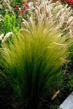 Stipa tenuissima 'Ponytails' - Mexicaans vedergras