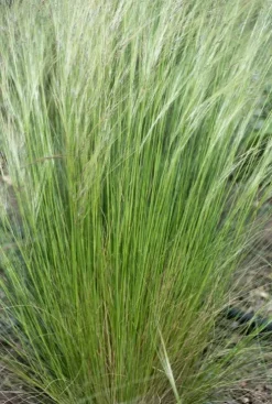 Stipa tenuissima 'Ponytails' - Mexicaans vedergras