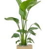 Strelitzia in jute mand