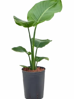 Strelitzia nicolai