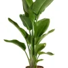 Strelitzia Nicolai - Paradijsvogelplant