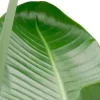 Strelitzia nicolai - Paradijsvogelplant