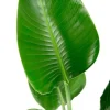 Strelitzia nicolai - Paradijsvogelplant